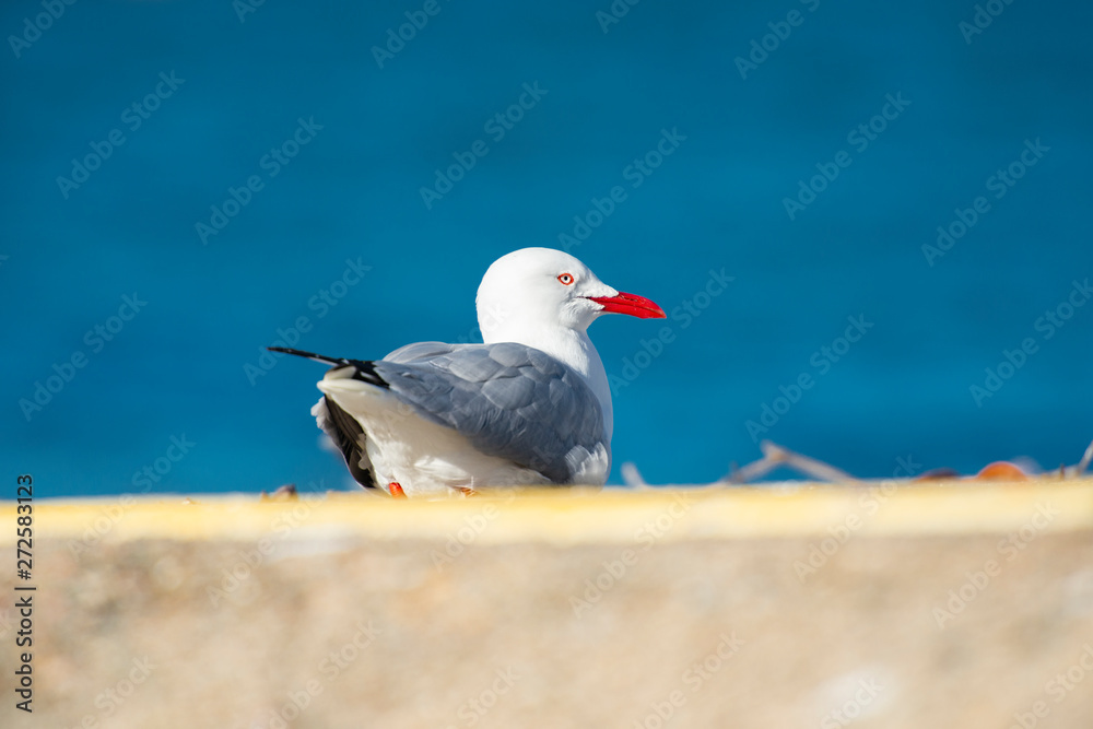 Obraz premium Beautiful Seagull