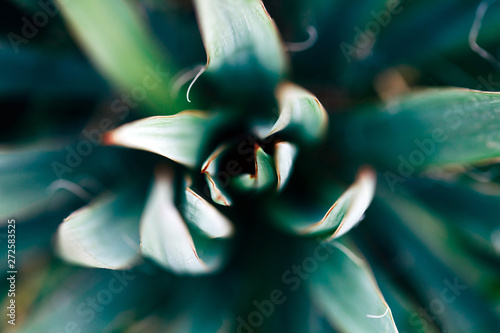 Macro photo of agave leaves colored in Coral and blue colors. Duotone concept.