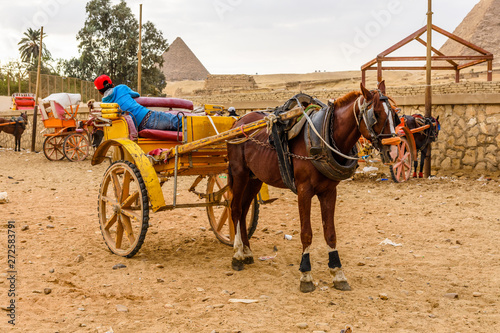 Horse with chariot near the great pyramids in Giza, Egypt