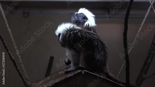 Couple of Cotton-top tamarin in the zoo