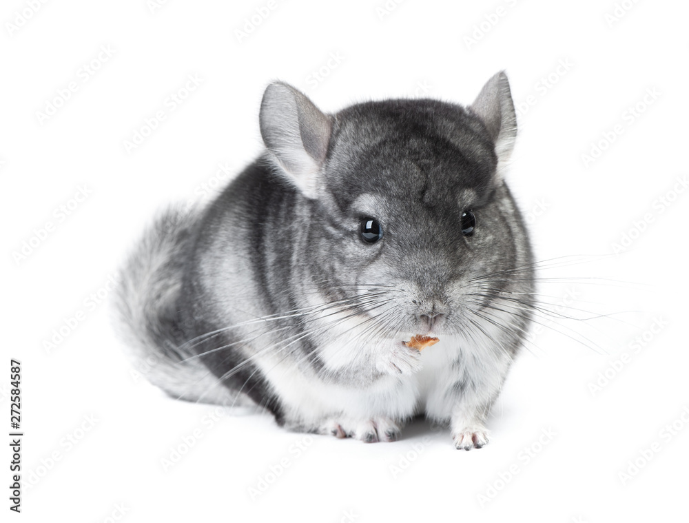 Gray chinchilla isolated on white Gray chinchilla isolated on white