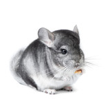 Gray small chinchilla eating