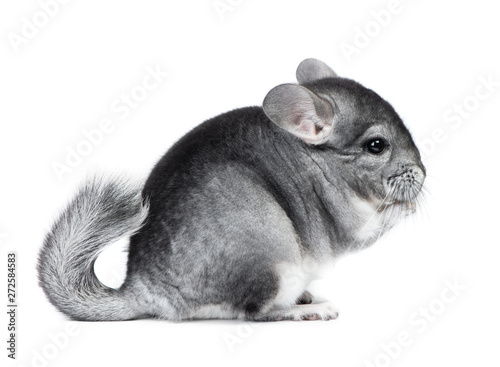 Gray small chinchilla eating