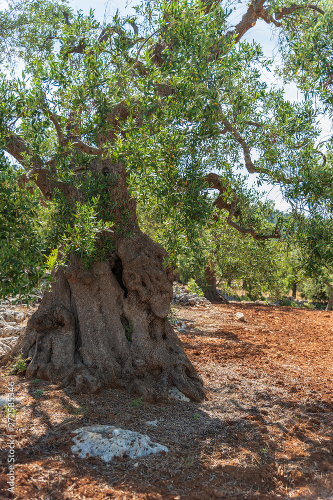 Ancient olive trees tell the story of our land. Puglia, Italy. Ancient olive trees tell the story of our land. Puglia, Italy.
