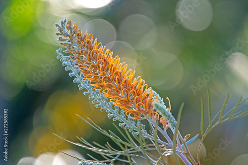 Yellow grevillea