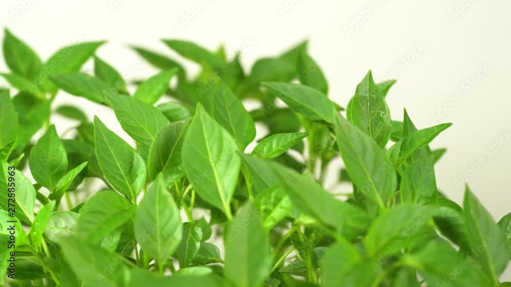 Closeup view of green sprouts of pepper seeds growing. Closeup view of green sprouts of pepper seeds growing.