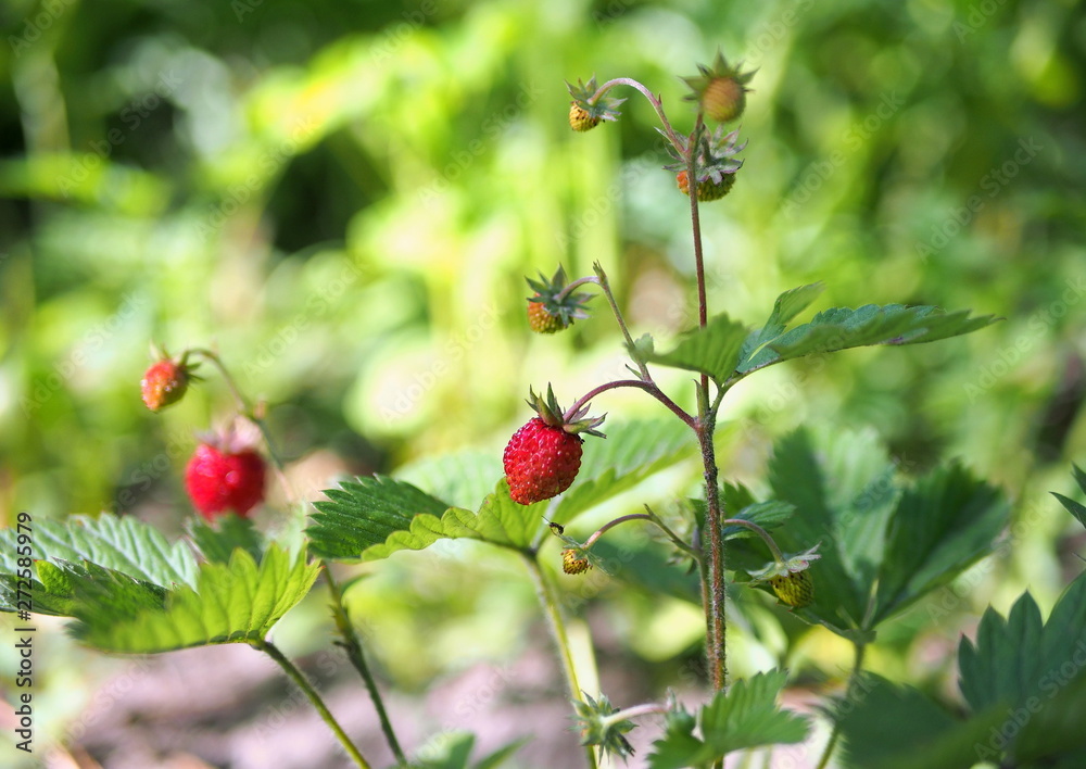 Wild strawberry with ripe berries and flowers in a garden Wild strawberry with ripe berries and flowers in a garden