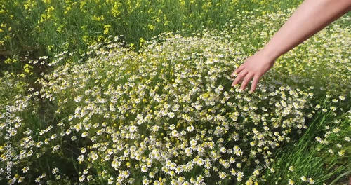 Wallpaper Mural The hand girl running through the flowers of chamomile. Torontodigital.ca