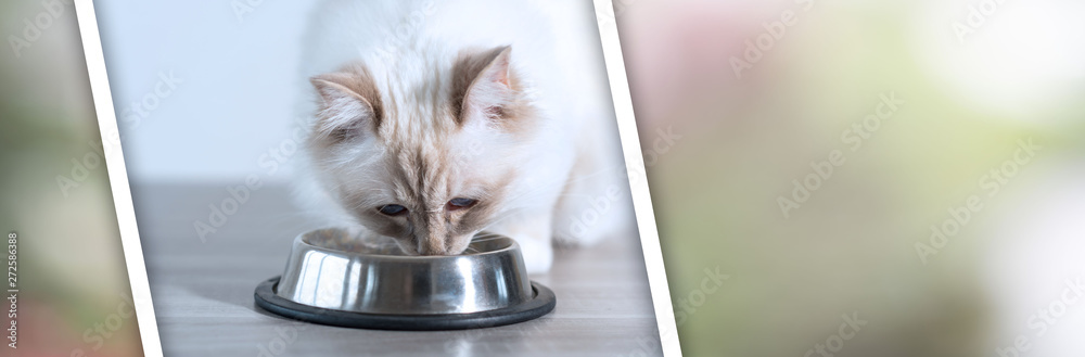 Fototapeta premium Piękny święty kot birmański jedzący suchą karmę dla kotów; baner panoramiczny