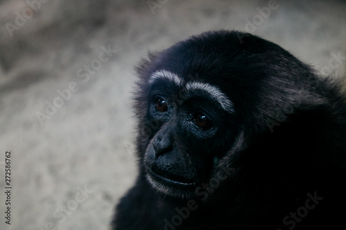 close up shoot of animal