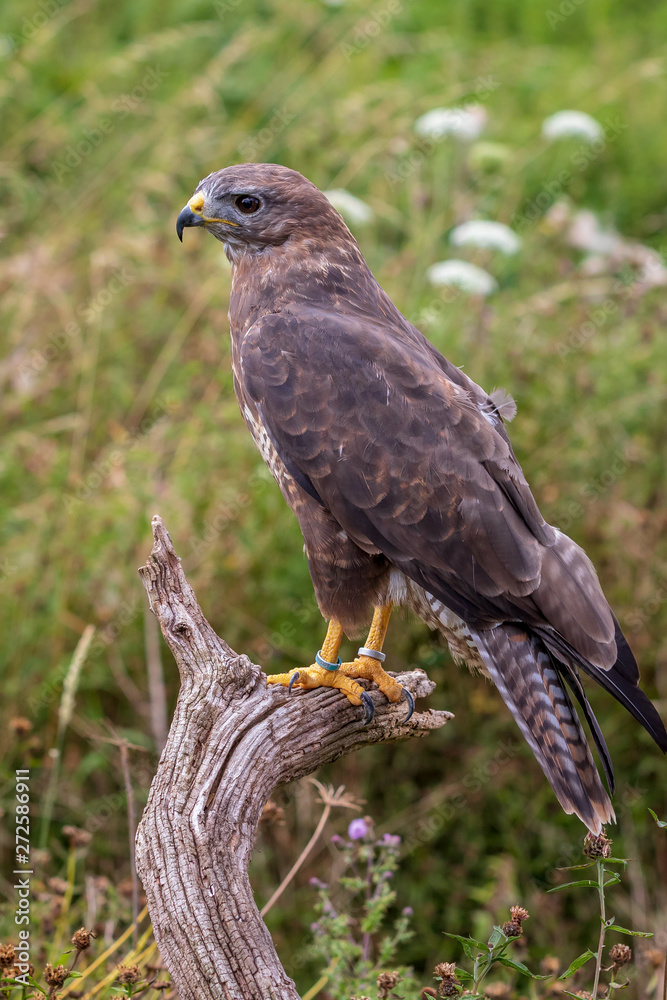 Fototapeta premium Common buzzard (Buteo buteo)