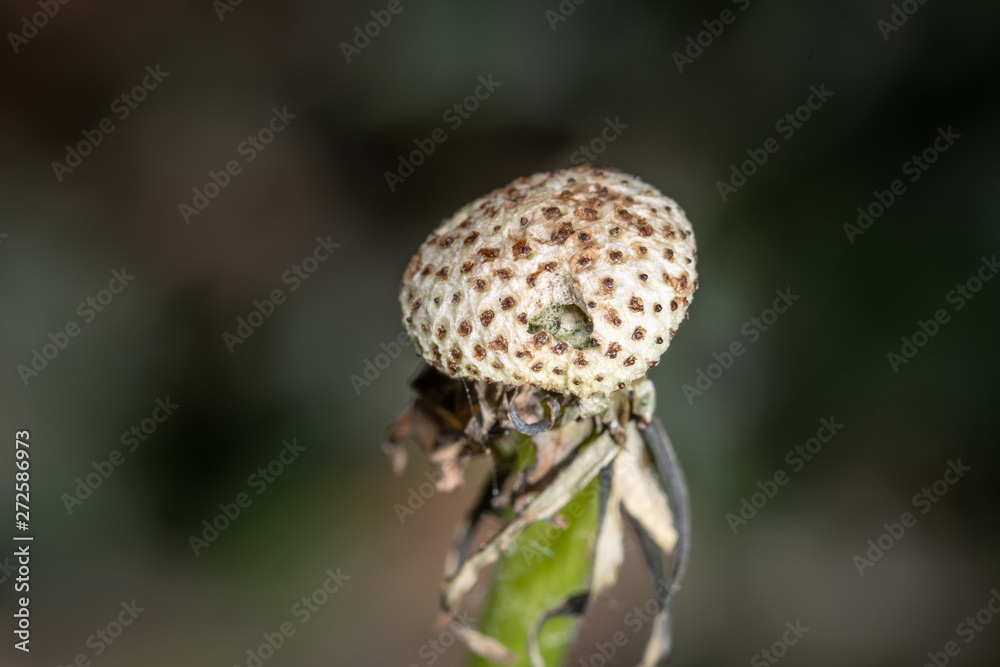 Fototapeta premium Leere Pusteblume