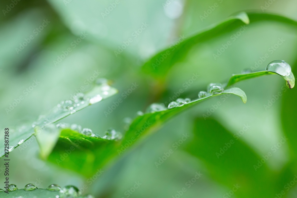 雨上がりに葉っぱにおちた雨の雫 雨上がりに葉っぱにおちた雨の雫