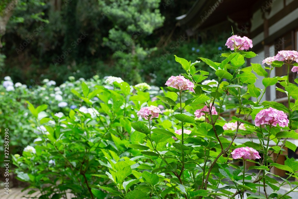 Obraz premium お寺の境内の紫陽花