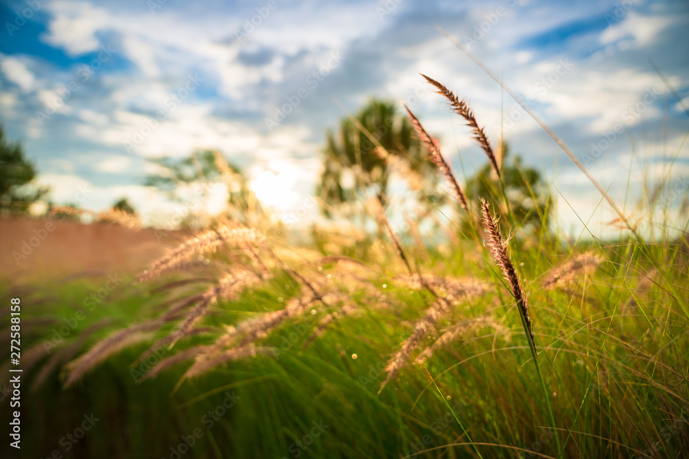 Fototapeta premium Beautiful golden grasses background with blue sky sun shine silhouette light 
