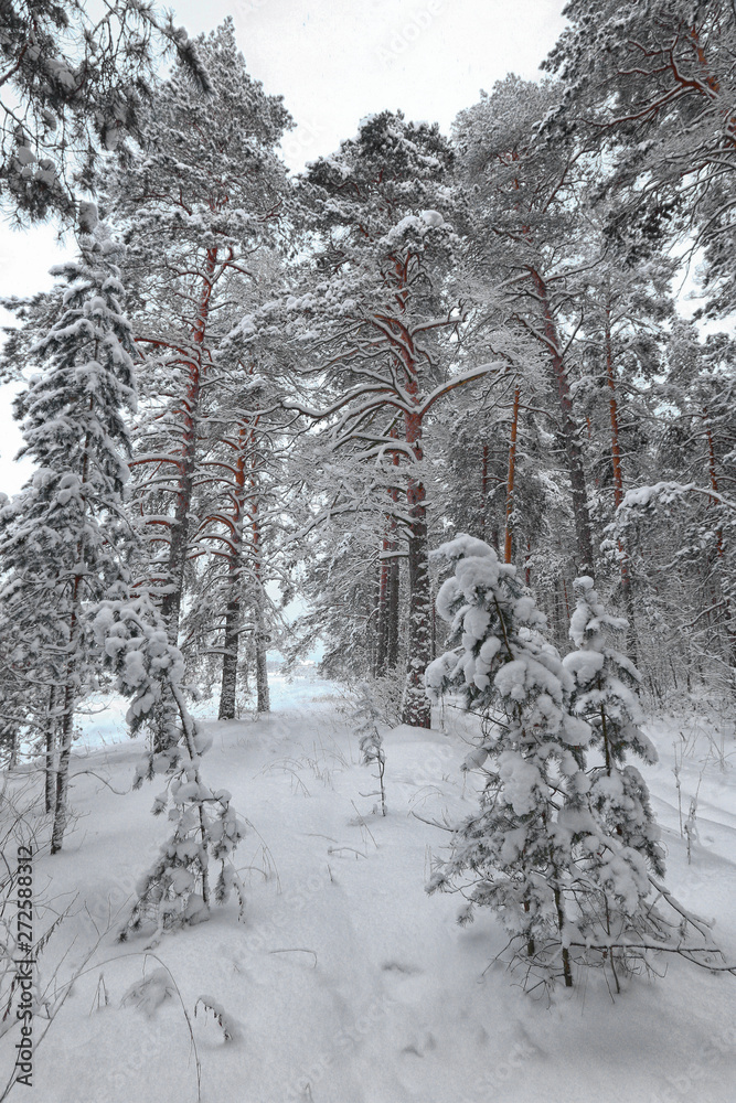 Fototapeta premium winter forest