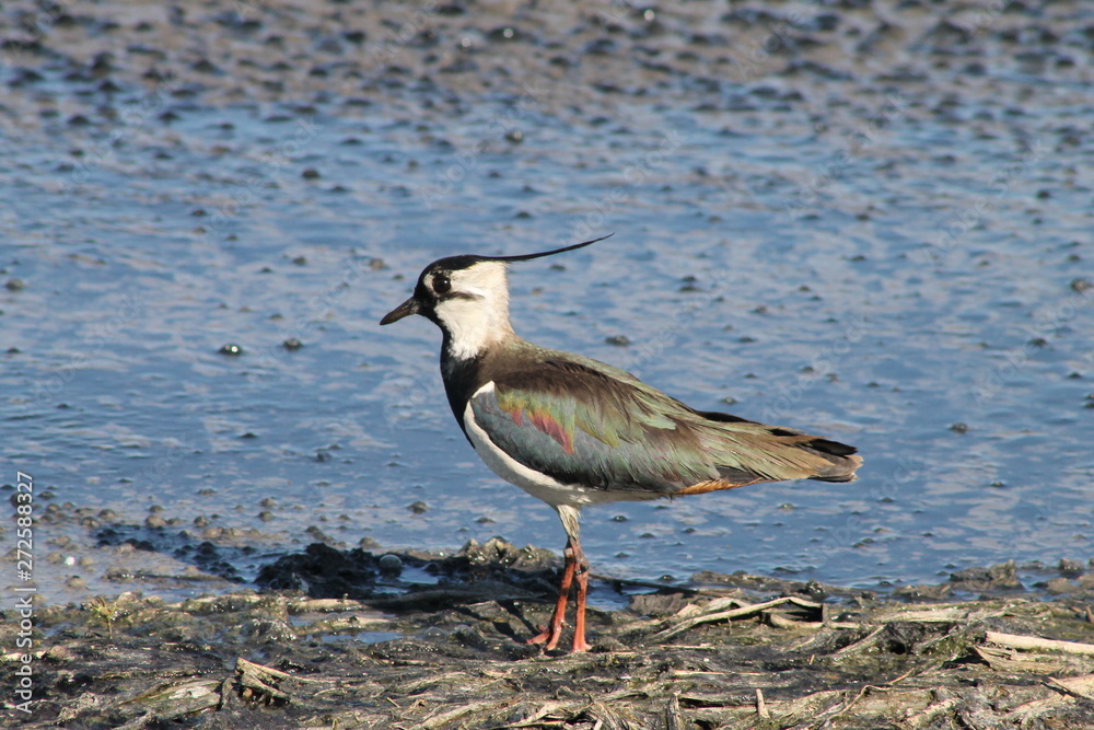 lapwing lapwing