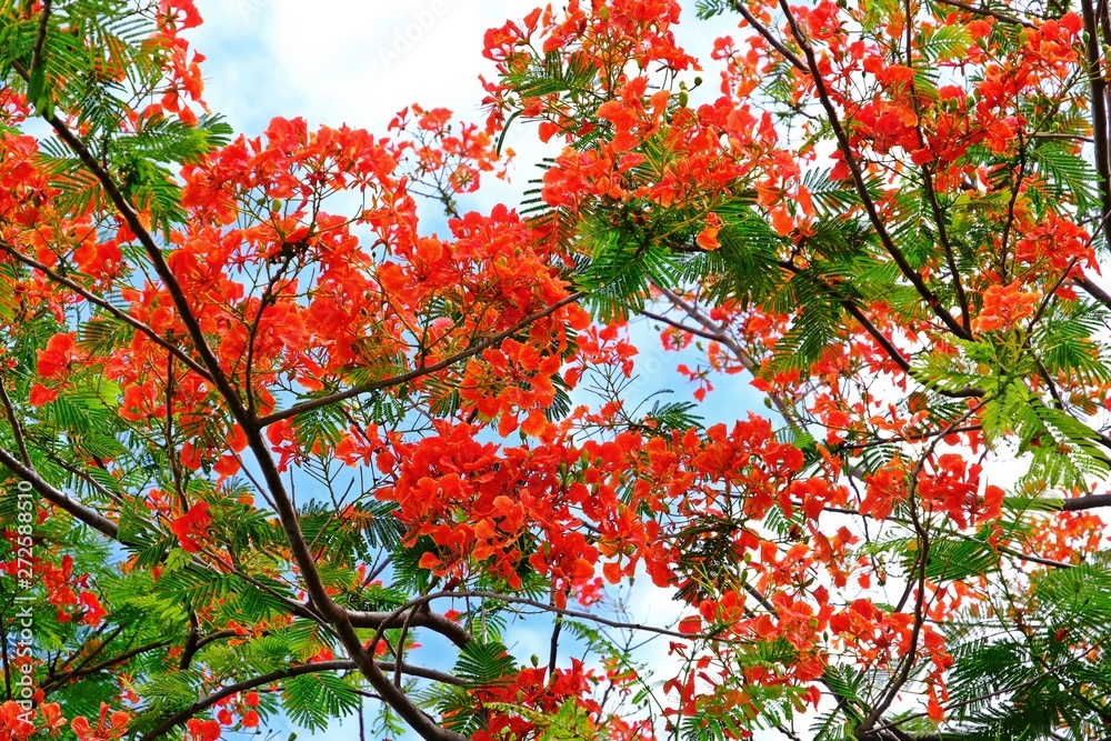 Beautiful blooming Flam boyant flowers with green leaves and blue sky as background.