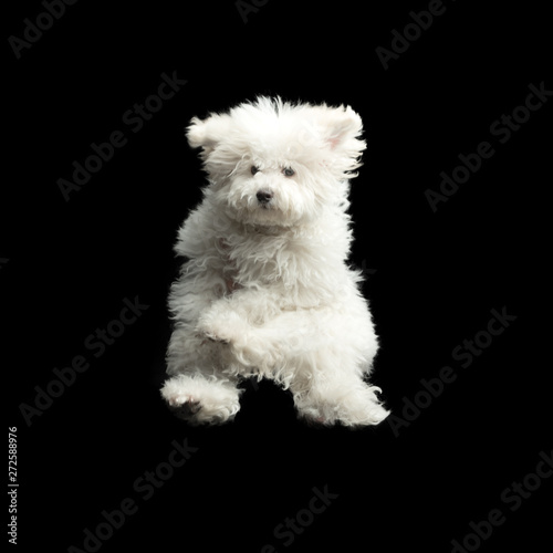Flying white dog on black background. Jumping happy puppy © Magryt