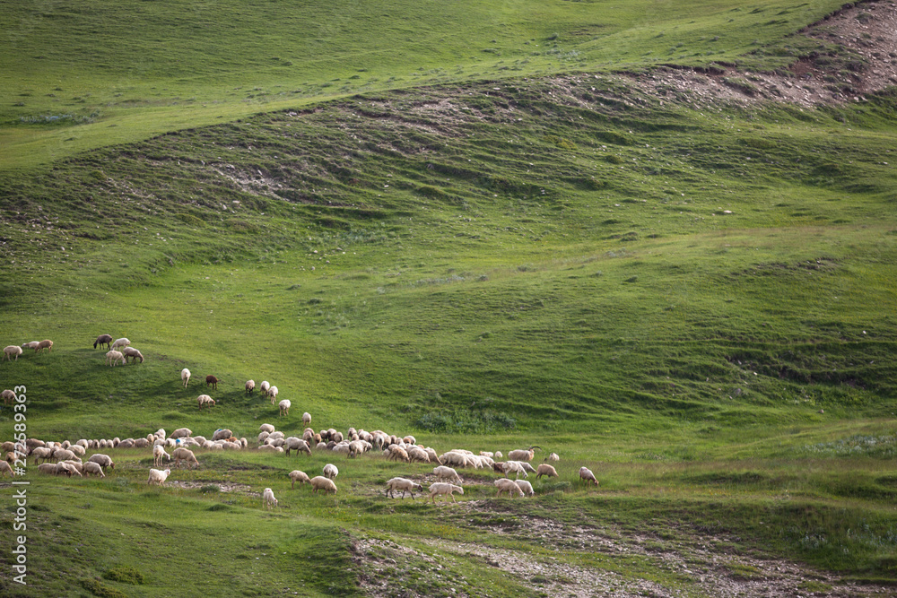 A flock of sheep eating grass in the green hills of the High Caucasus near Shemakha, Azerbaijan.