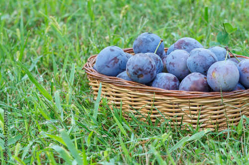 Just picked plums in wicker baskets on grass