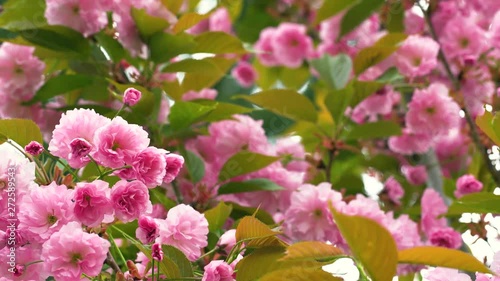 Wallpaper Mural Closeup view of beautifull blooming delicate pink flowers of japanese sakura tree growing outdoors in spring park. Floral 4k video background. Torontodigital.ca