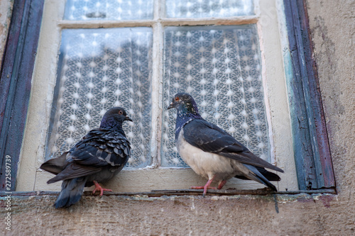 Zwei Tauben auf Fensterbank. Turteltäubchen
