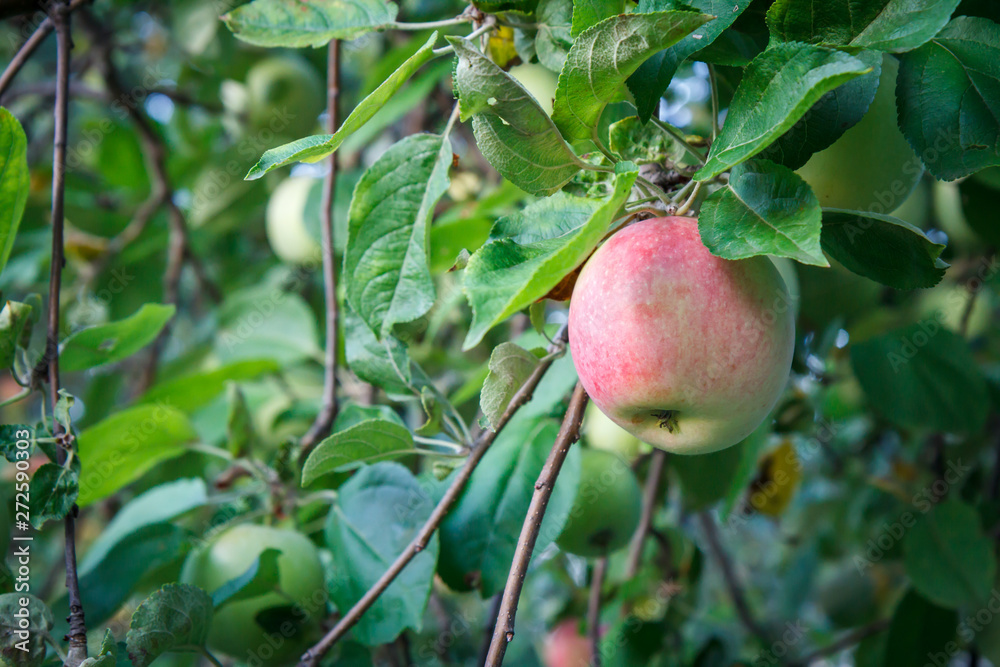 Large ripe apple on a tree branch in an orchard. Large ripe apple on a tree branch in an orchard.