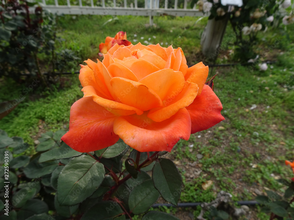 薔薇の花の写真 rose