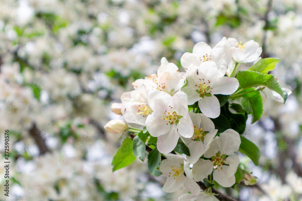 Spring flowers background. Beautiful nature scene with blooming apple tree. Spring blossom in orchard Spring flowers background. Beautiful nature scene with blooming apple tree. Spring blossom in orchard