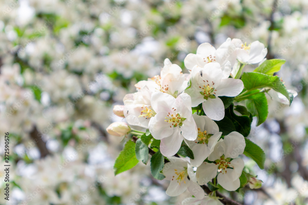 Spring flowers background. Beautiful nature scene with blooming apple tree. Spring blossom in orchard