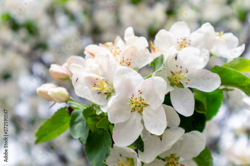 Spring flowers background. Beautiful nature scene with blooming apple tree. Spring blossom in orchard