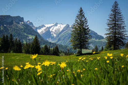 flowers in the mountains © Martin