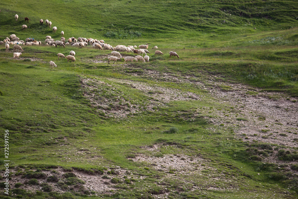 Obraz premium A flock of sheep eating grass in the green hills of the High Caucasus near Shemakha, Azerbaijan.