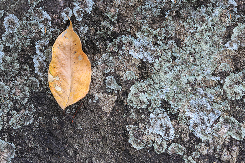 The leaf is arranged on rock background. Can use as graphic designer