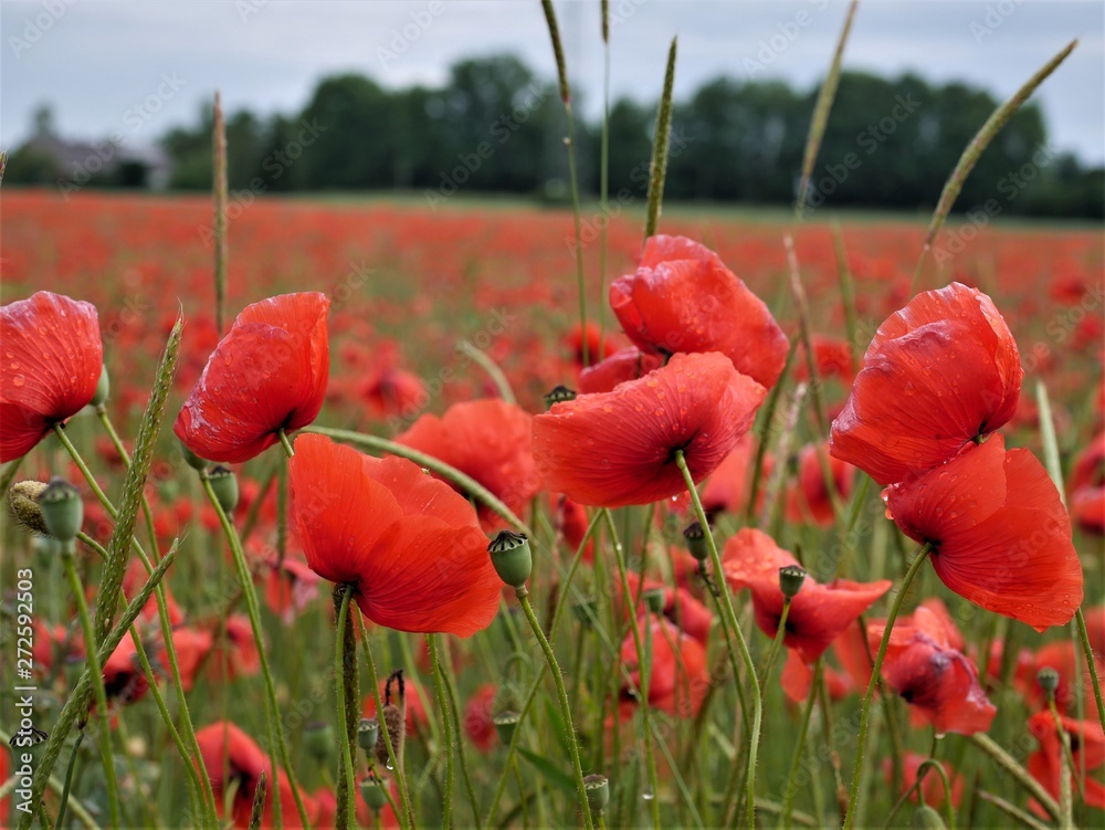 Obraz premium Mohnblumen