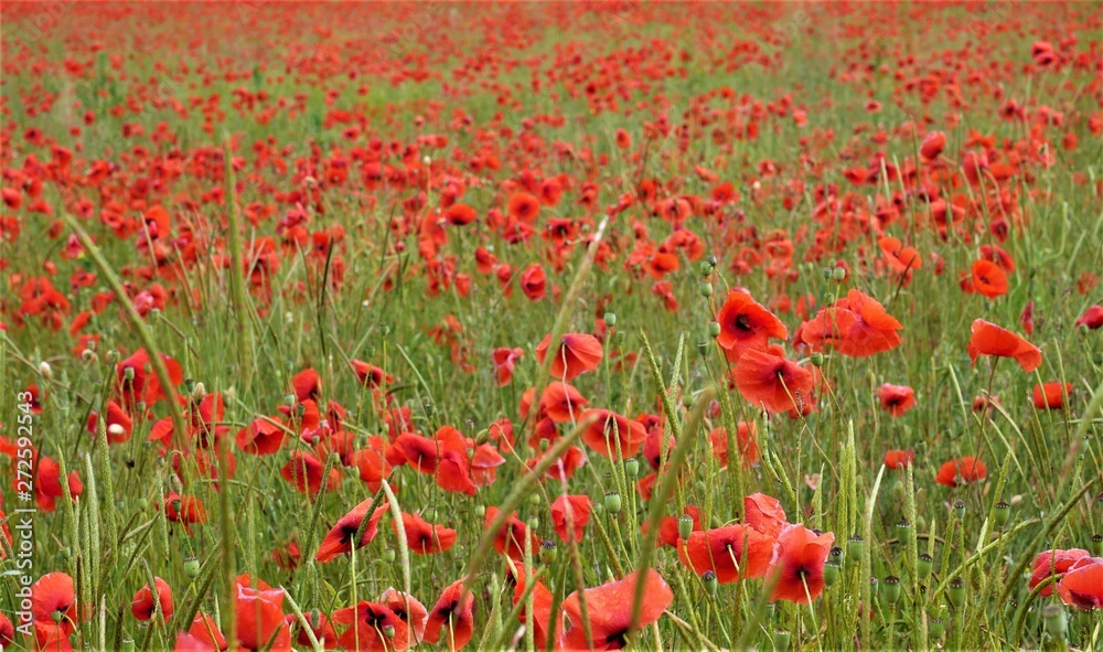 Obraz premium Mohnblumen