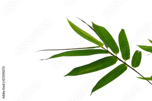 Bamboo leaves on white isolated background for green foliage backdrop 