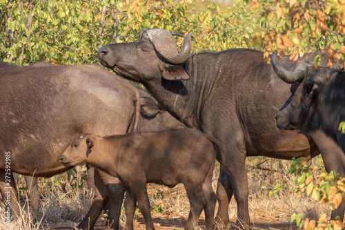 Cape buffaloes  Syncerus caffer