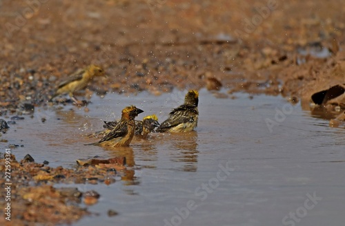 A Weaver bird playing water remain on the road after raining