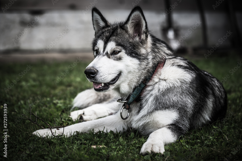 Dog breed alaskan malamute plays in a garden. Selective focus. Toned Dog breed alaskan malamute plays in a garden. Selective focus. Toned