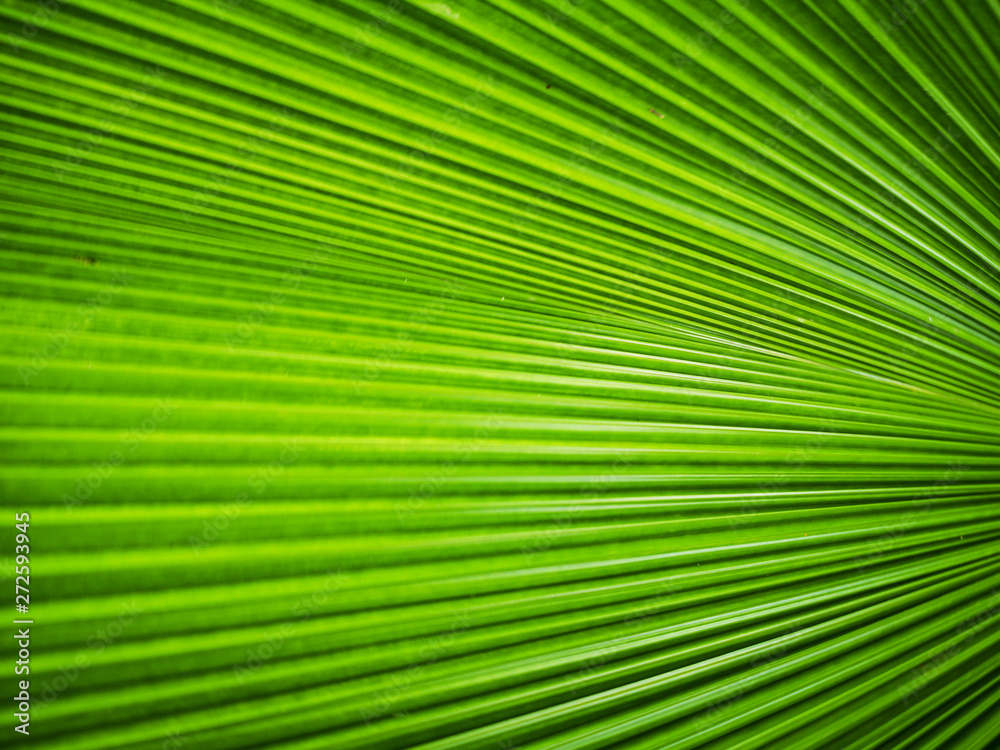 Close up of a pattern and texture green palm leave background. Close up of a pattern and texture green palm leave background.