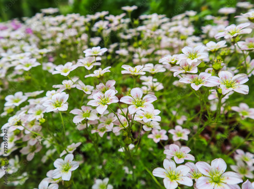 Delicate white flowers of Saxifrage mossy in spring garden Delicate white flowers of Saxifrage mossy in spring garden