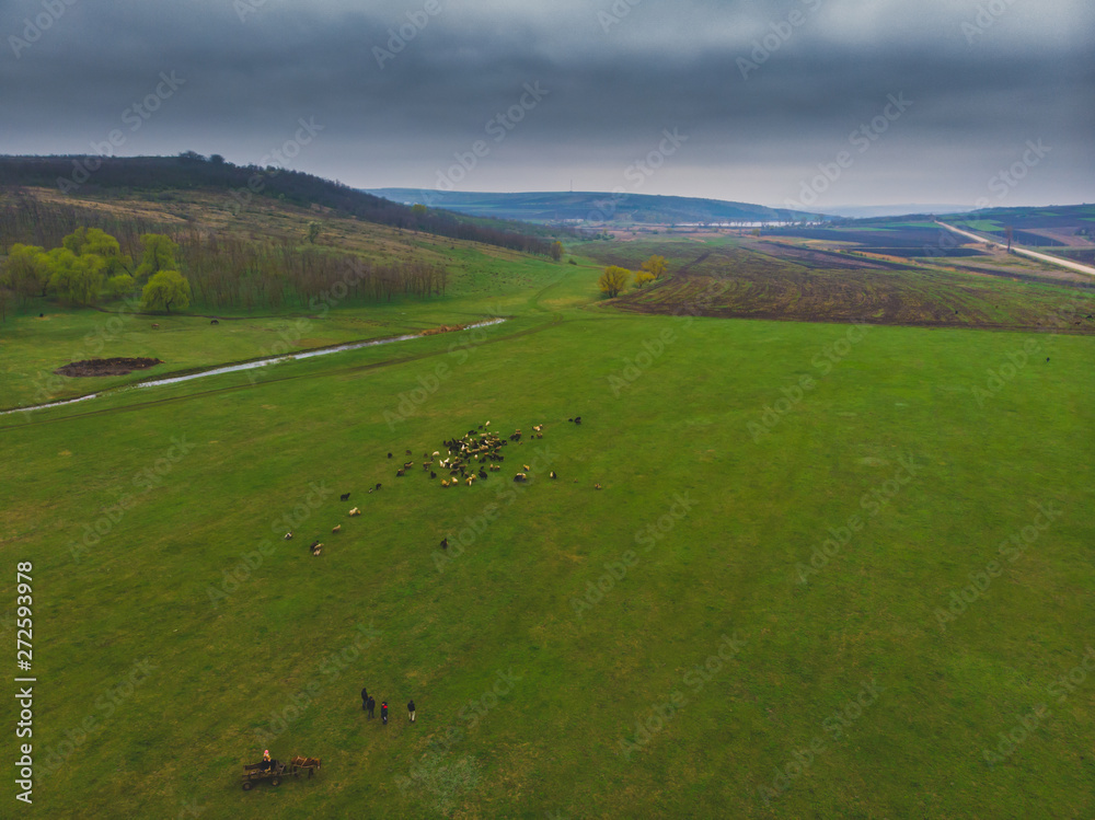 Beautiful rural scenery. Agricultural fields with sheep. Aerial shot with drone