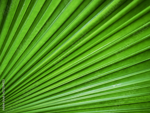 Close up of a pattern and texture green palm foliage background.Blurred greenery abstract background.