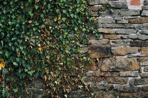 wall, ivy, brick, stone, Mauer, Efeu, Ziegelstein, стена, плющ, кирпич, камень