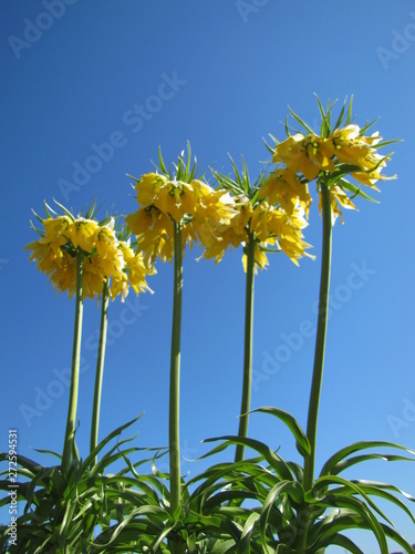 Flowers in Frederiksborg Slotspark in Hillerod, Denmark photo