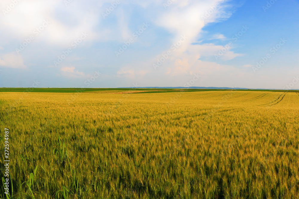 Wheat field against a blue sky