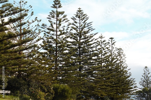 Impressive high trees spotted somewhere between Melbourne and Sydney 