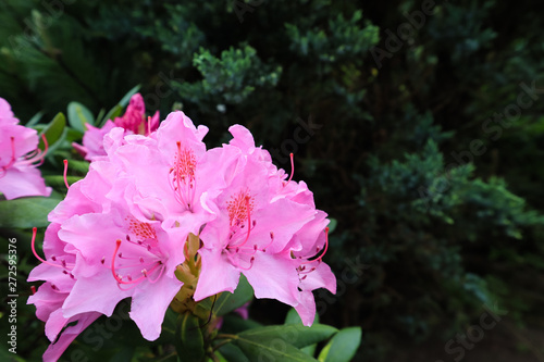 Blooming pink rhododendron flower in spring. Gardening concept. Flower background